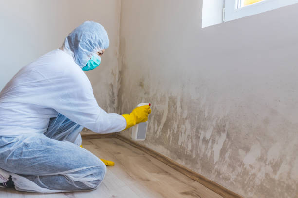 Licensed Basement Mold Removal service in Greenbackville, VA - WQB Mold Removal