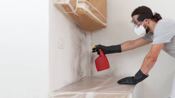Professional Basement Mold Removal technician working in Greenbackville, VA