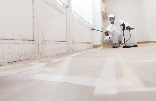 24/7 Emergency Basement Mold Removal experts in Greenbackville, VA