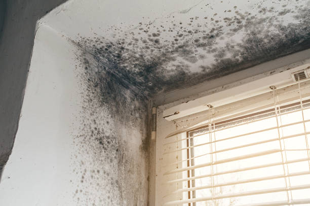 Affordable Basement Mold Removal solutions in Greenbackville, VA